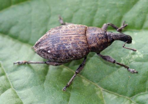 Réf. 252 126 : Lepyrus capucinus